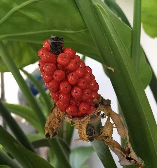 富贵竹、碰碰香……这12种植物，原来开花都很美