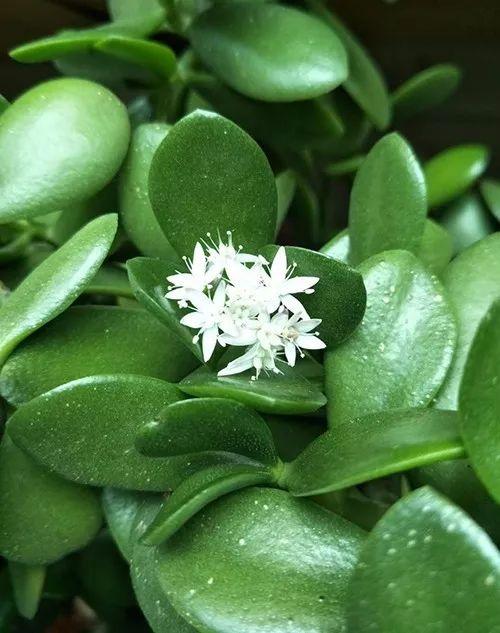 富贵竹、碰碰香……这12种植物，原来开花都很美