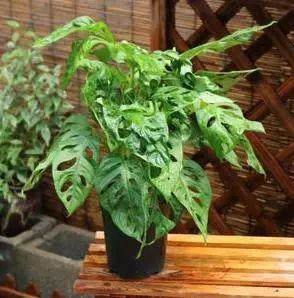 夏天养花别讲究，阳台养这“4种花”，花开繁盛惹人爱，十分养眼