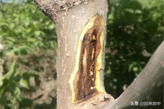 苗木枝干类病害，与冬季冻害有直接关系，掌握这几点，提前预防