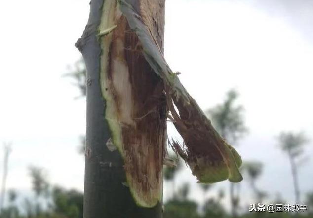 苗木枝干类病害，与冬季冻害有直接关系，掌握这几点，提前预防