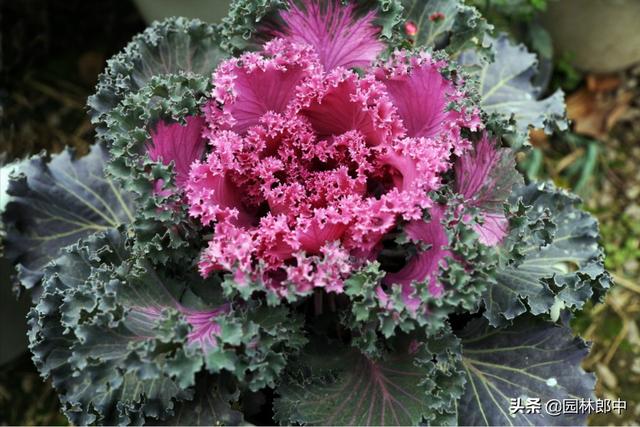 路边花坛中的羽衣甘蓝，像菜又像花，用它的叶片装点着冬日的美