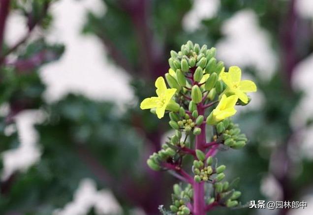 路边花坛中的羽衣甘蓝，像菜又像花，用它的叶片装点着冬日的美
