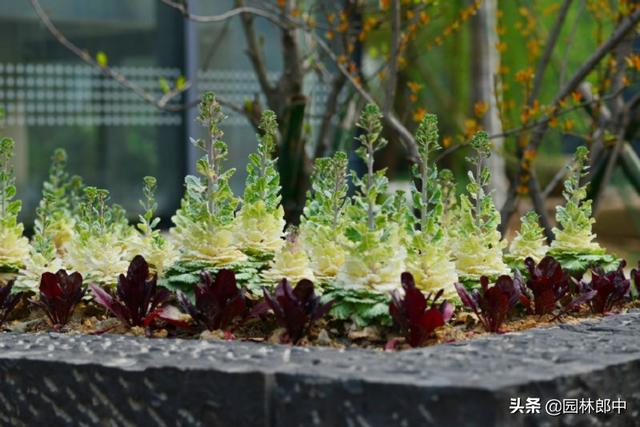 路边花坛中的羽衣甘蓝，像菜又像花，用它的叶片装点着冬日的美