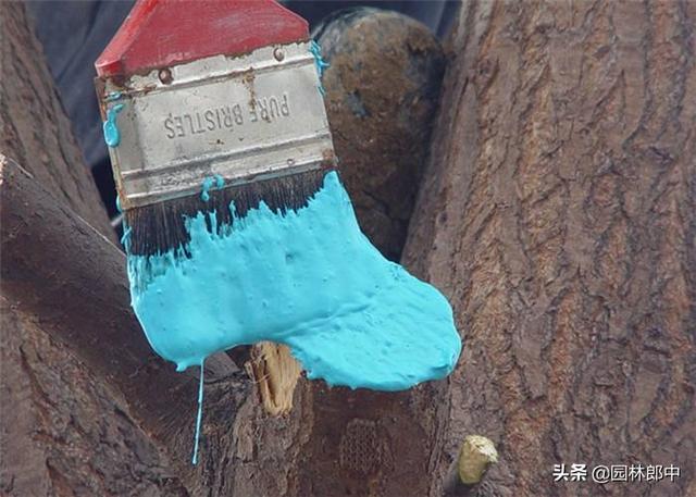 苗木枝干类病害，与冬季冻害有直接关系，掌握这几点，提前预防