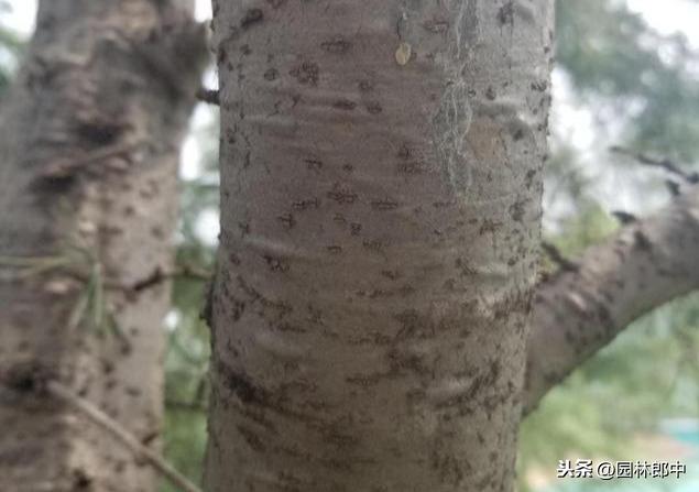 苗木枝干类病害，与冬季冻害有直接关系，掌握这几点，提前预防