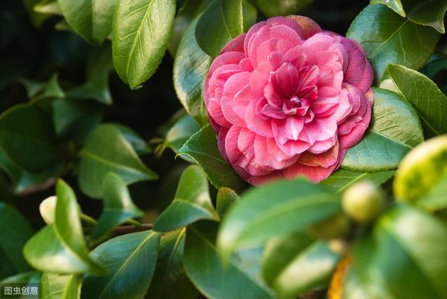 延长茶花花期，从4方面着手，单朵花能多开10天以上