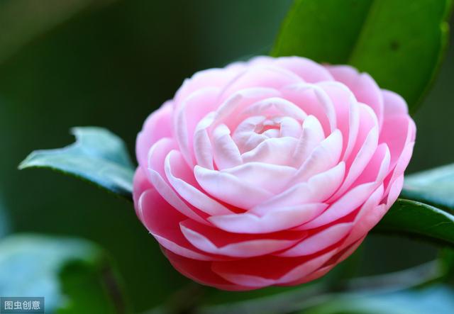 延长茶花花期，从4方面着手，单朵花能多开10天以上