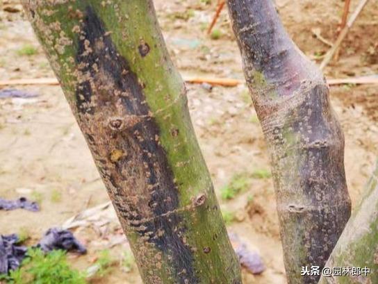 苗木枝干类病害，与冬季冻害有直接关系，掌握这几点，提前预防