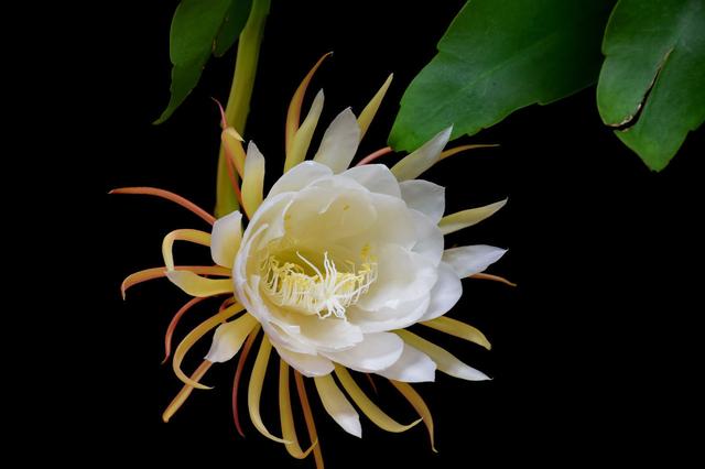 昙花养护过程中，做好5点，生长快速，花开持续3个月