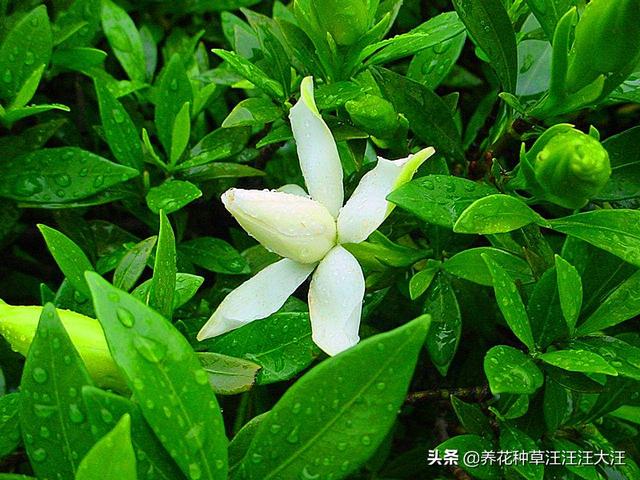 小叶栀子花养护过程中，做好这三点，叶片小又绿，花朵白又香