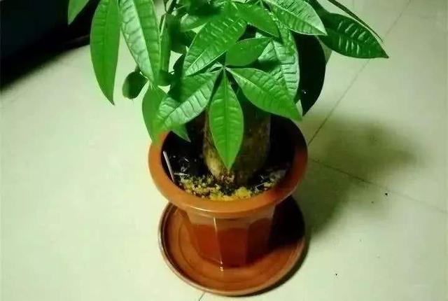 为啥新买的花草总是黄叶枯死？3个“猫腻”早知道，养活不难