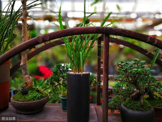 为啥新买的花草总是黄叶枯死？3个“猫腻”早知道，养活不难