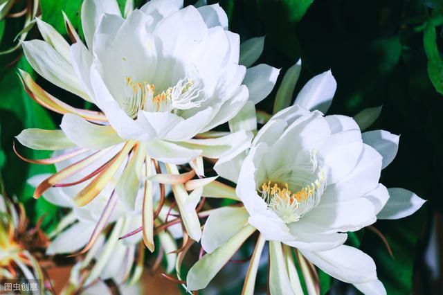 昙花养护过程中，做好5点，生长快速，花开持续3个月