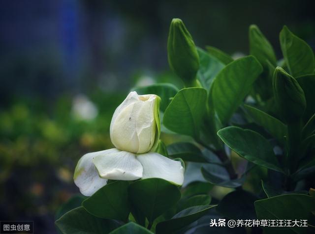 小叶栀子花养护过程中，做好这三点，叶片小又绿，花朵白又香
