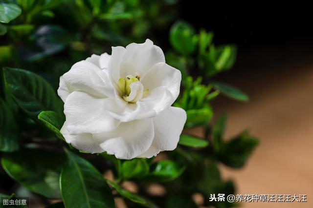 小叶栀子花养护过程中，做好这三点，叶片小又绿，花朵白又香