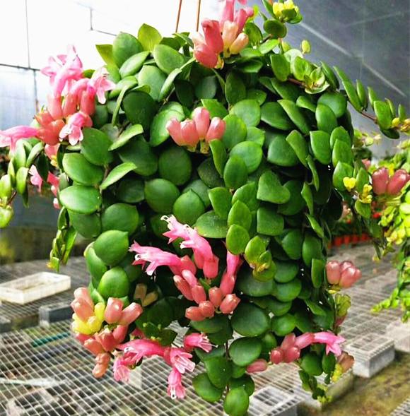 这3种“吊兰”，开花“特”好看，比绿萝还好养