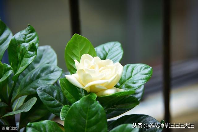 小叶栀子花养护过程中，做好这三点，叶片小又绿，花朵白又香