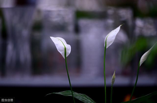 白掌花期短，甚至不开花，只是这几点没做好