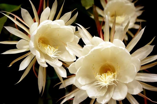 昙花养护过程中，做好5点，生长快速，花开持续3个月