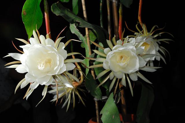 昙花养护过程中，做好5点，生长快速，花开持续3个月