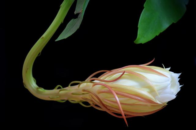 昙花养护过程中，做好5点，生长快速，花开持续3个月