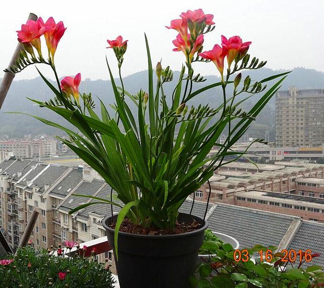 小苍兰养护，特别注意1点，植株健壮不徒长，花儿开得“一串串”