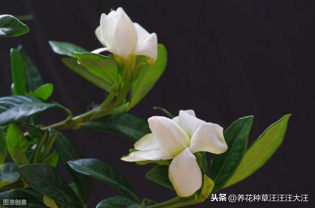 小叶栀子花养护过程中，做好这三点，叶片小又绿，花朵白又香