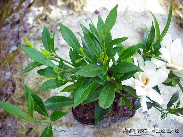 小叶栀子花养护过程中，做好这三点，叶片小又绿，花朵白又香