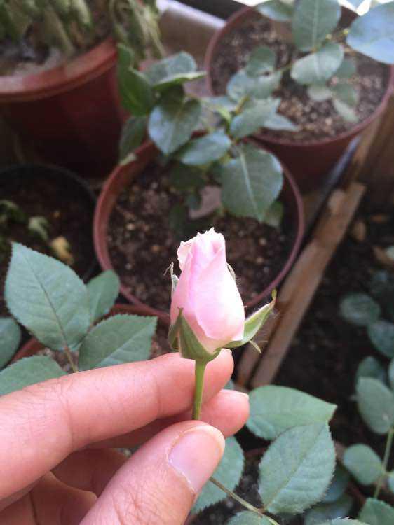 为啥新买的花草总是黄叶枯死？3个“猫腻”早知道，养活不难