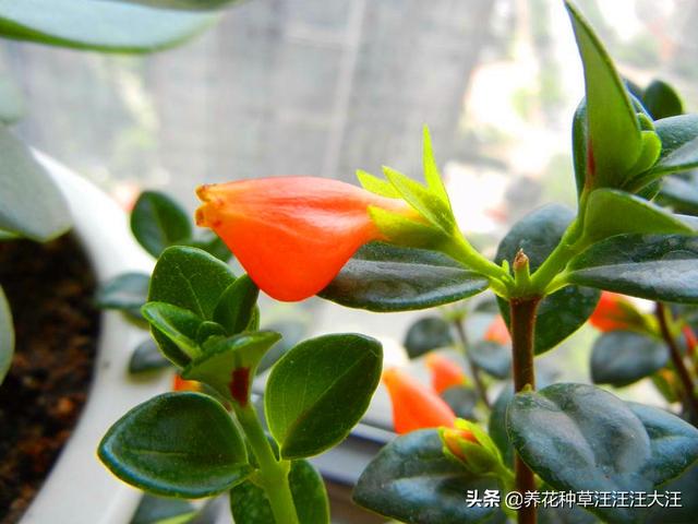 金鱼吊兰秋季养护，做好这三点，花芽“蹭蹭冒”，“小鱼”挂满枝