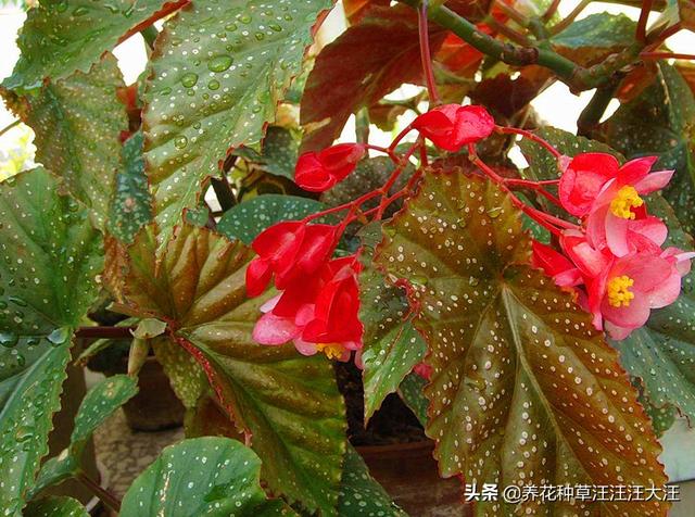 竹节海棠扦插繁殖，时机至关重要，正确选择，提高成活率