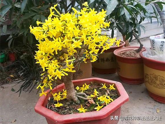 盆栽迎春花，摘心分着“三步”走，植株更饱满，开花更多更艳丽