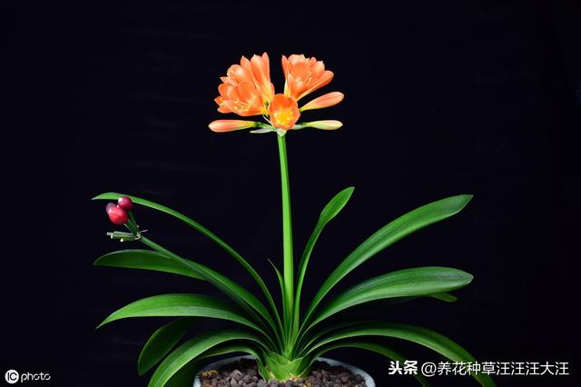 君子兰养护中，做好三个“提高”，基座更“完美”，株型更美观