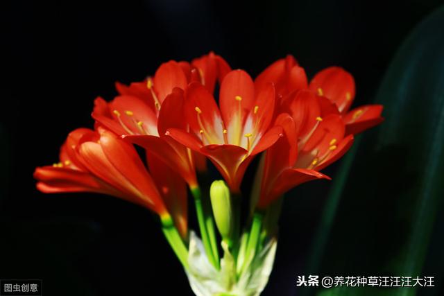 君子兰养护，看见这几种“表现”，需要及时处理，否则“成追忆”