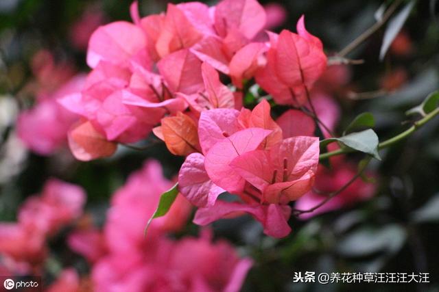 三角梅开花少而小，三个小“动作”，植株焕发生机，开花大又多