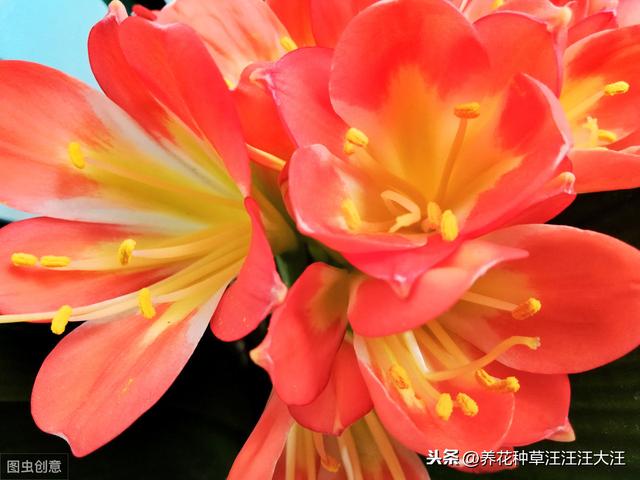君子兰养护，看见这几种“表现”，需要及时处理，否则“成追忆”