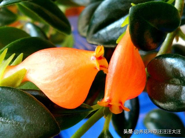 金鱼吊兰秋季养护，做好这三点，花芽“蹭蹭冒”，“小鱼”挂满枝