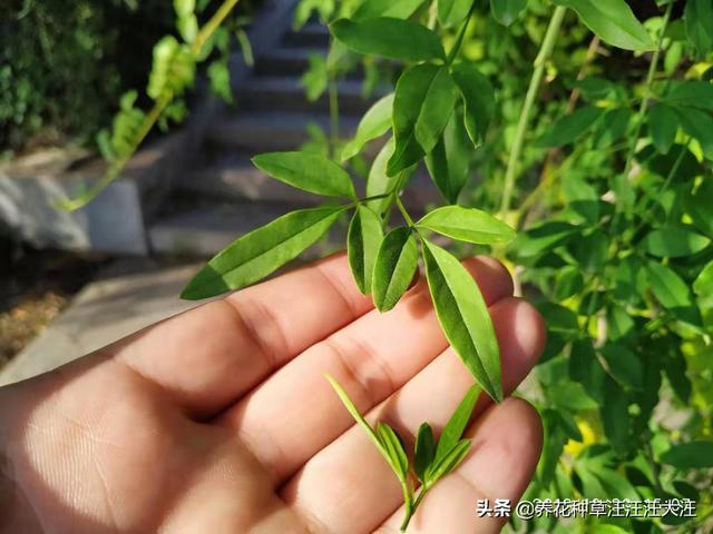 盆栽迎春花，摘心分着“三步”走，植株更饱满，开花更多更艳丽