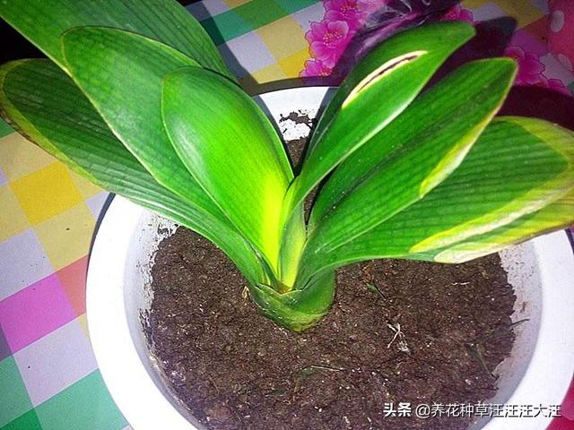 君子兰叶片边缘发黄干枯的五大原因，以及解决办法