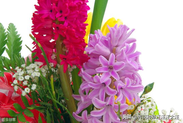 风信子种植，做好四个“阶段”养护，开花艳丽，来年再开花