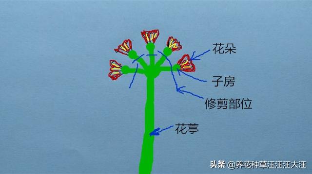 君子兰养护中，做好三个“提高”，基座更“完美”，株型更美观