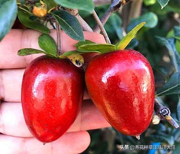 老鸦柿下山桩，注意这两点，生根发芽快，成活率高