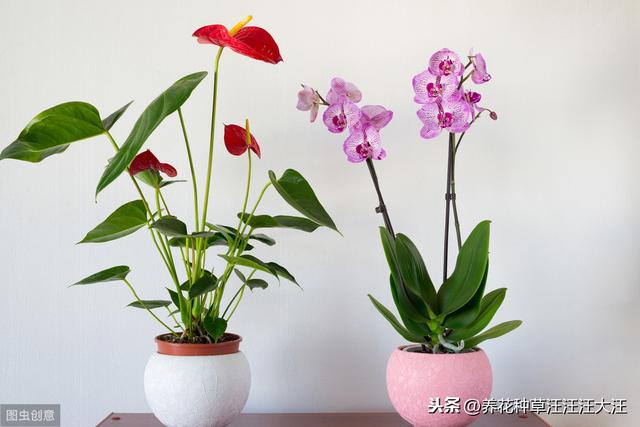 水培红掌养护，做好这两点，不黄叶，红花开不停