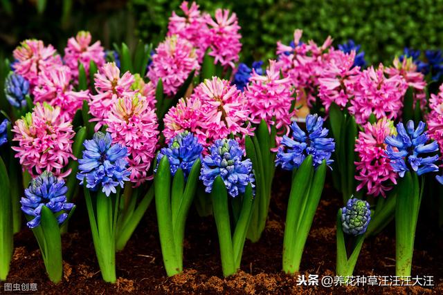 风信子种植，做好四个“阶段”养护，开花艳丽，来年再开花