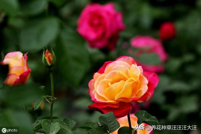 月季秋季裸根换盆，做好四个“不要”，快速服盆，还能再开一波花