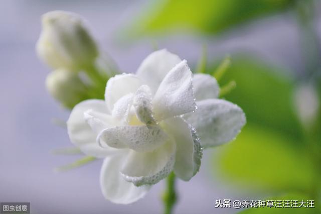 做到五个“长”，让茉莉花株型矮壮紧凑，开花更多更香