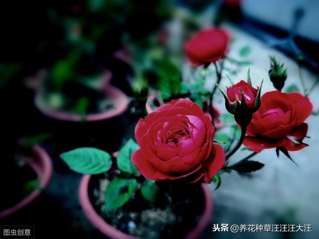 月季秋季裸根换盆，做好四个“不要”，快速服盆，还能再开一波花