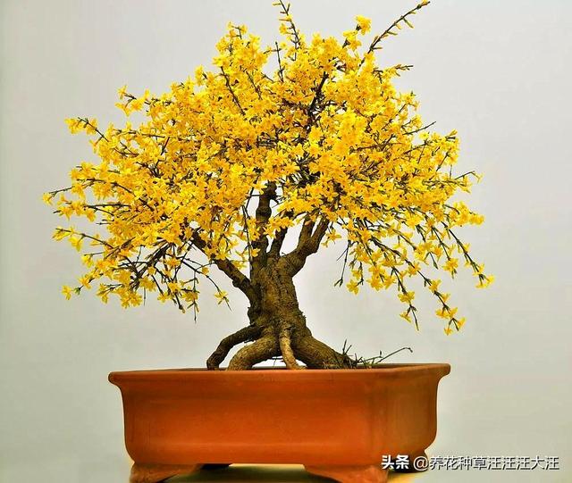 盆栽迎春花，摘心分着“三步”走，植株更饱满，开花更多更艳丽
