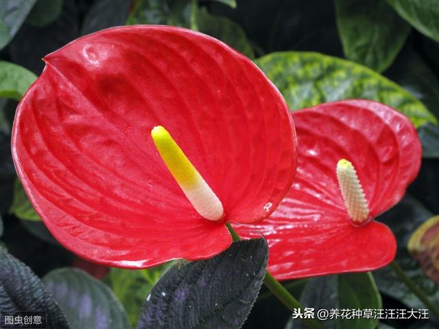 水培红掌养护，做好这两点，不黄叶，红花开不停